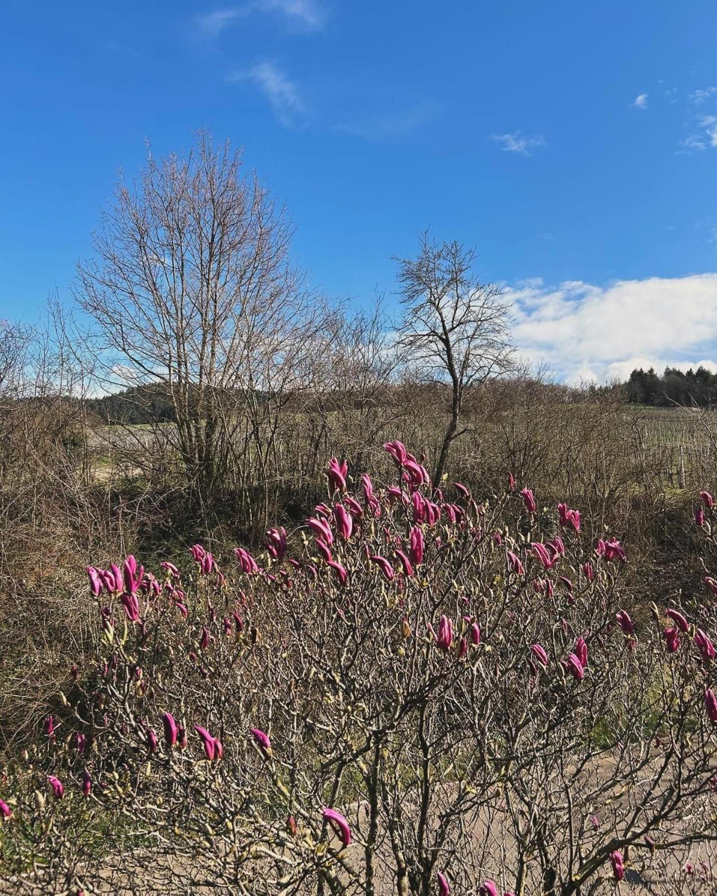 Ferienwohnung Rebblick Mullheim  Exteriér fotografie